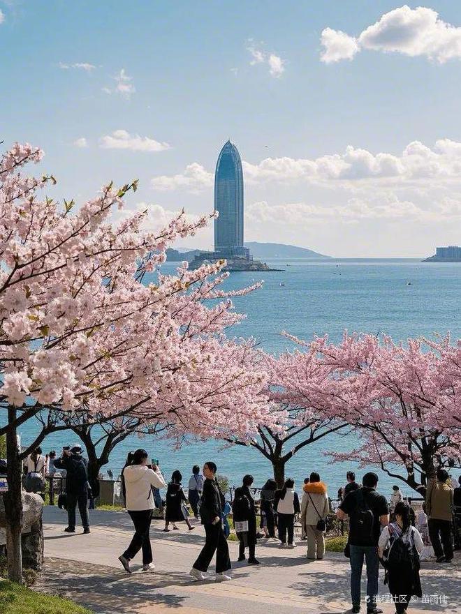 樱花隧道、海边……追一场自由而浪漫的花海