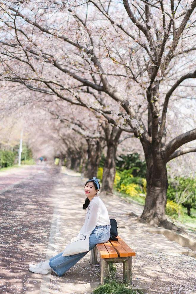 樱花隧道、海边……追一场自由而浪漫的花海AG真人平台免签！2025韩国樱花预测！(图14)