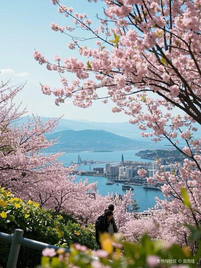 樱花隧道、海边……追一场自由而浪漫的花海AG真人平台免签！2025韩国樱花预测！(图18)